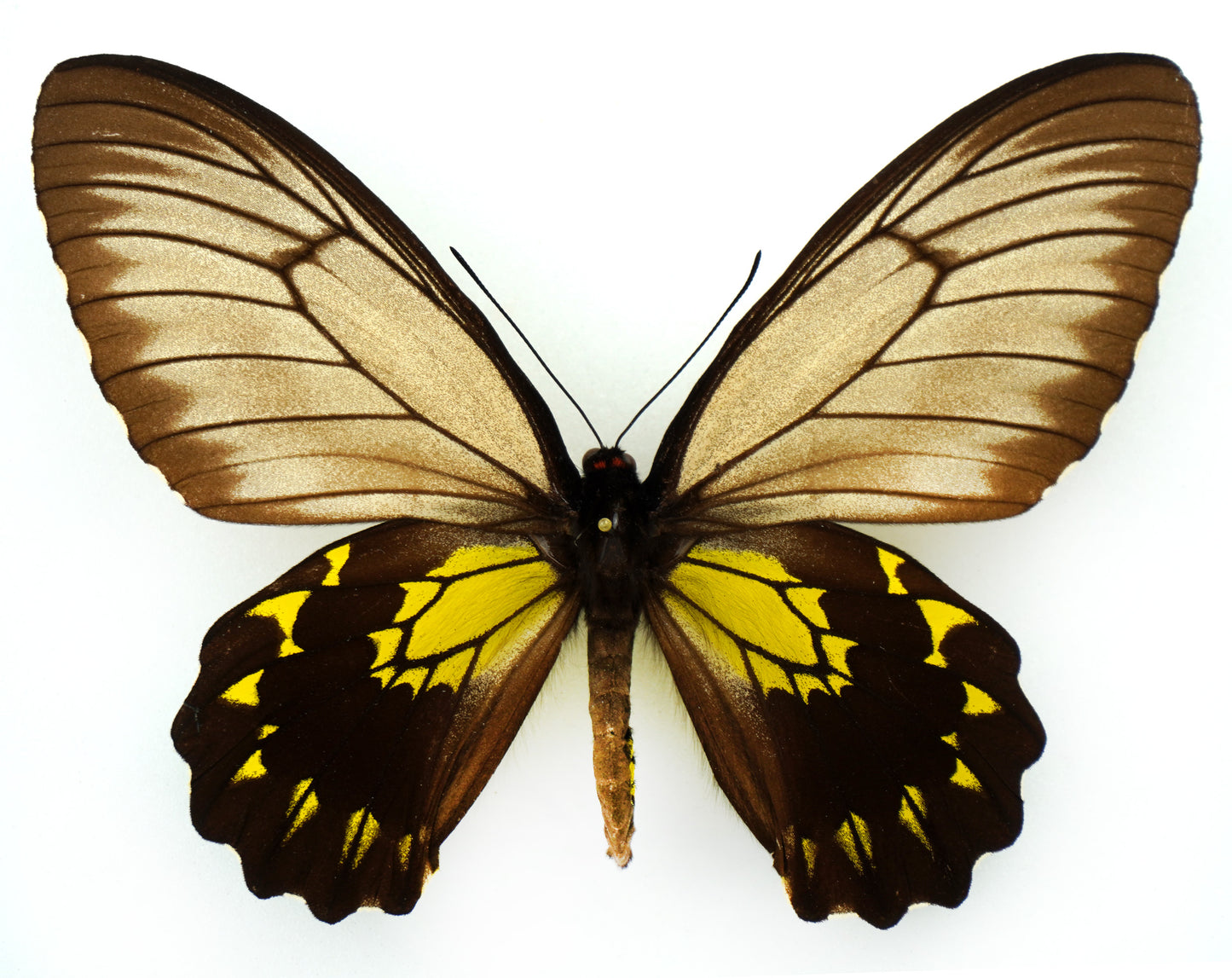 Troides andromache ♀ (North Borneo)