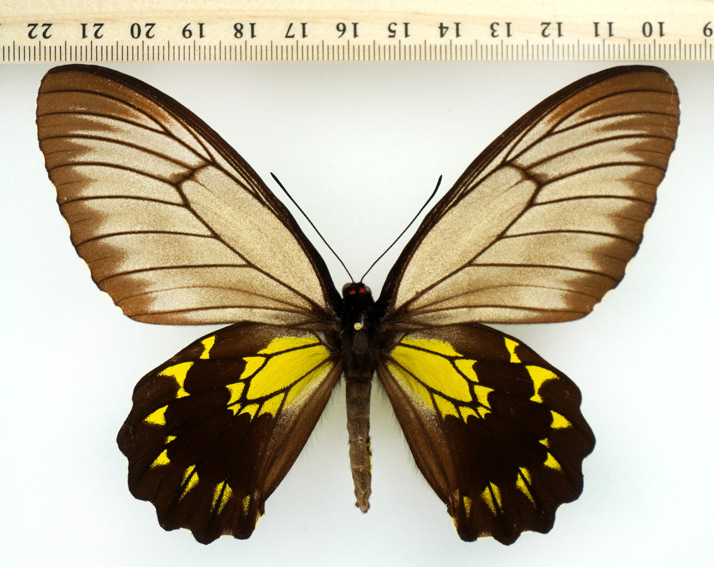 Troides andromache ♀ (North Borneo)