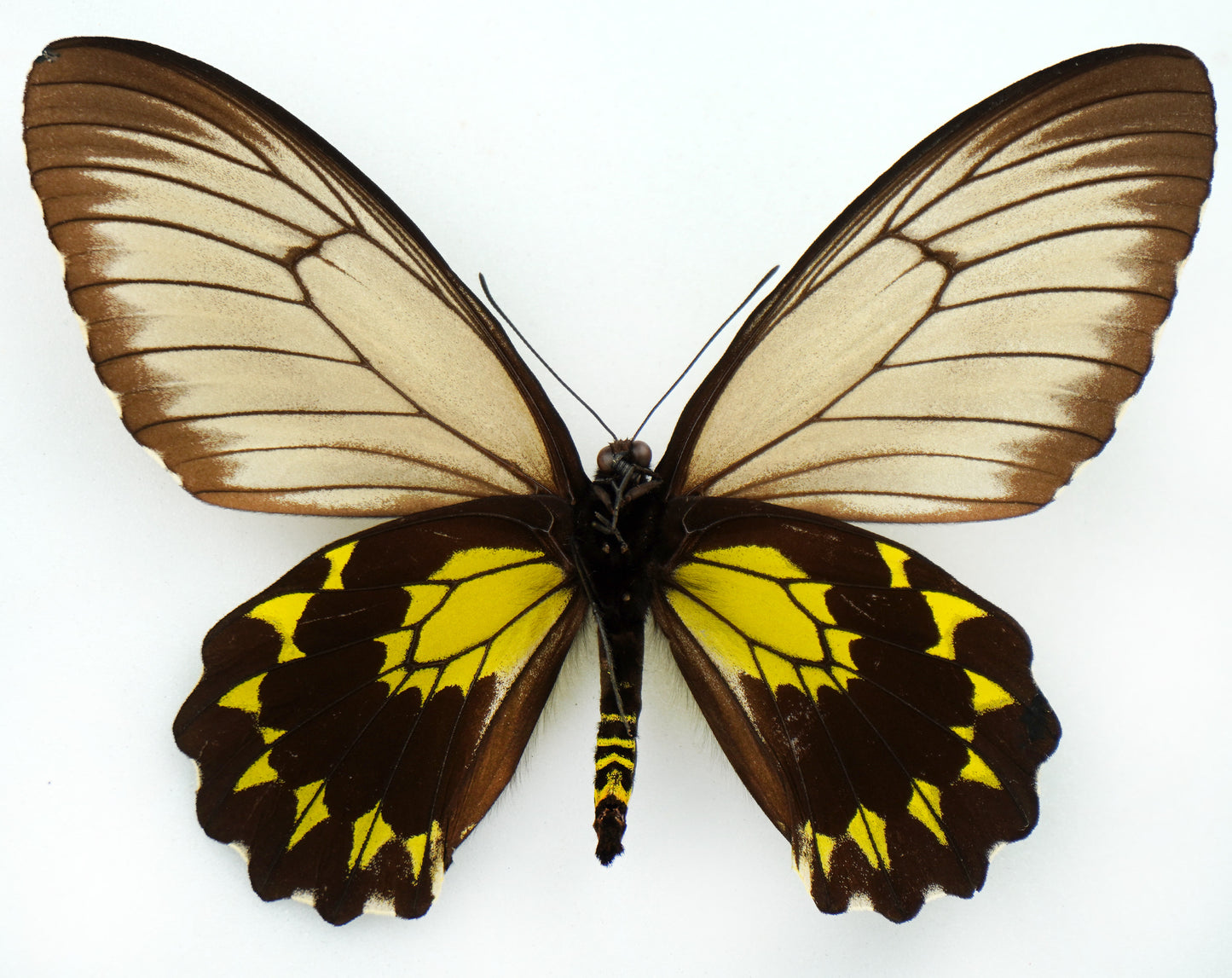 Troides andromache ♀ (North Borneo)