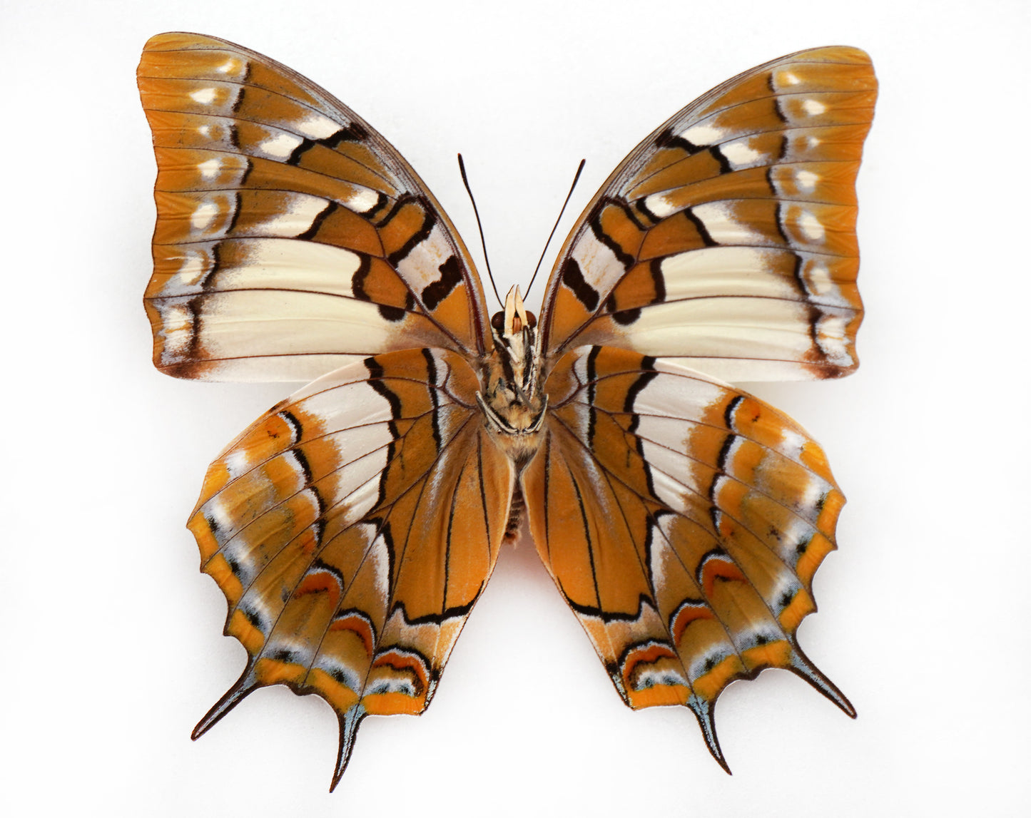 Polyura galaxia florensis ♀ (Flores Island)
