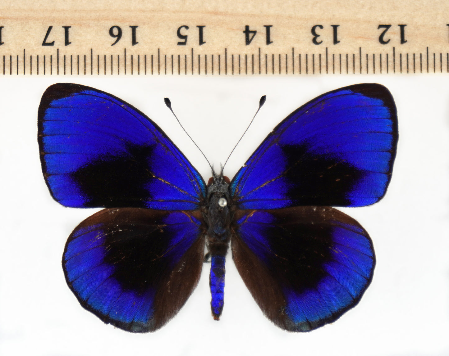 Asterope sapphira ♂ (Santarem)