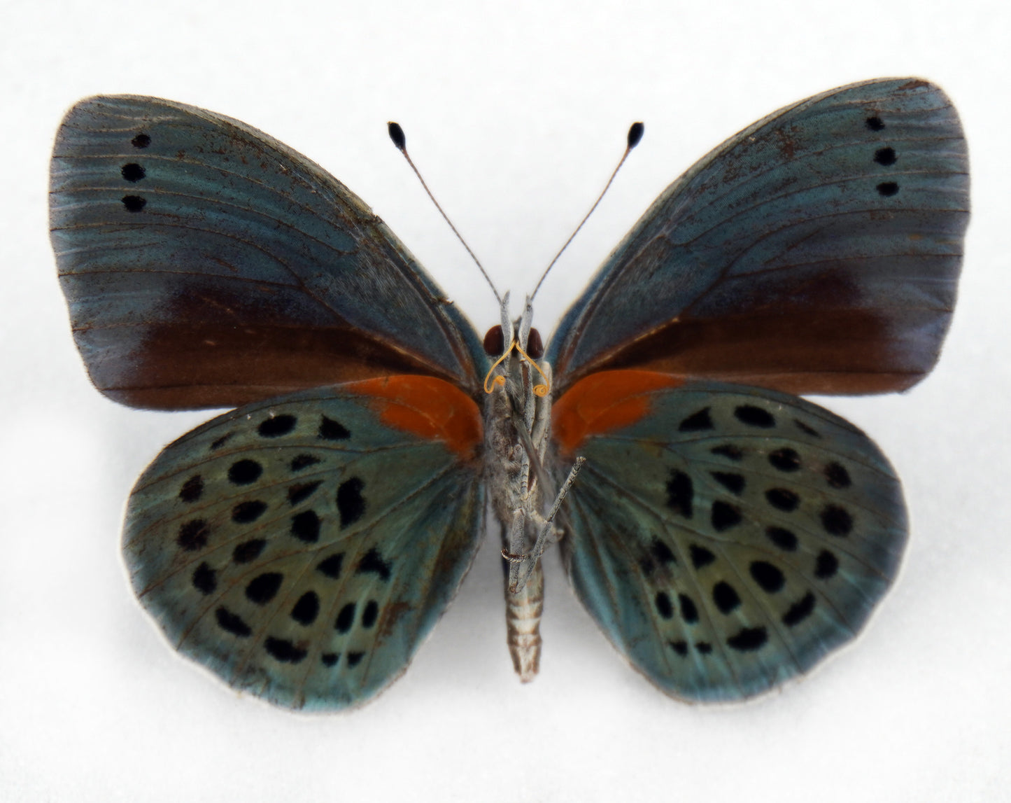 Asterope sapphira ♂ (Santarem)