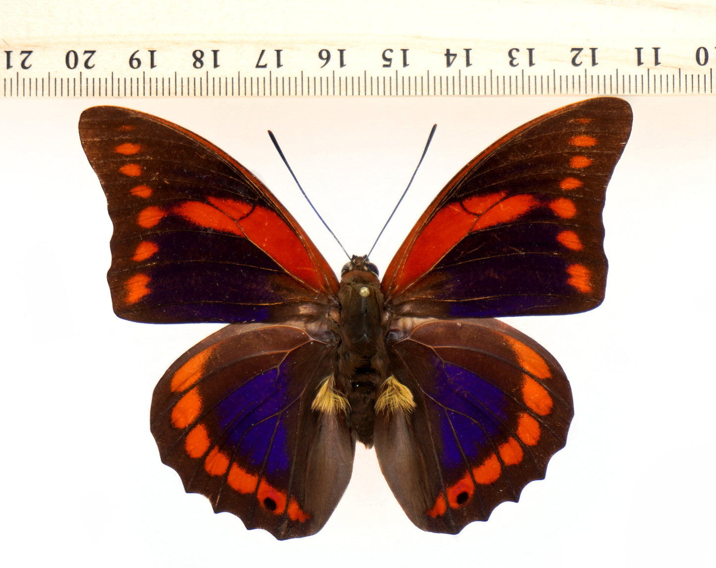 Prepona praeneste praenestina ♂ (N. Peru)