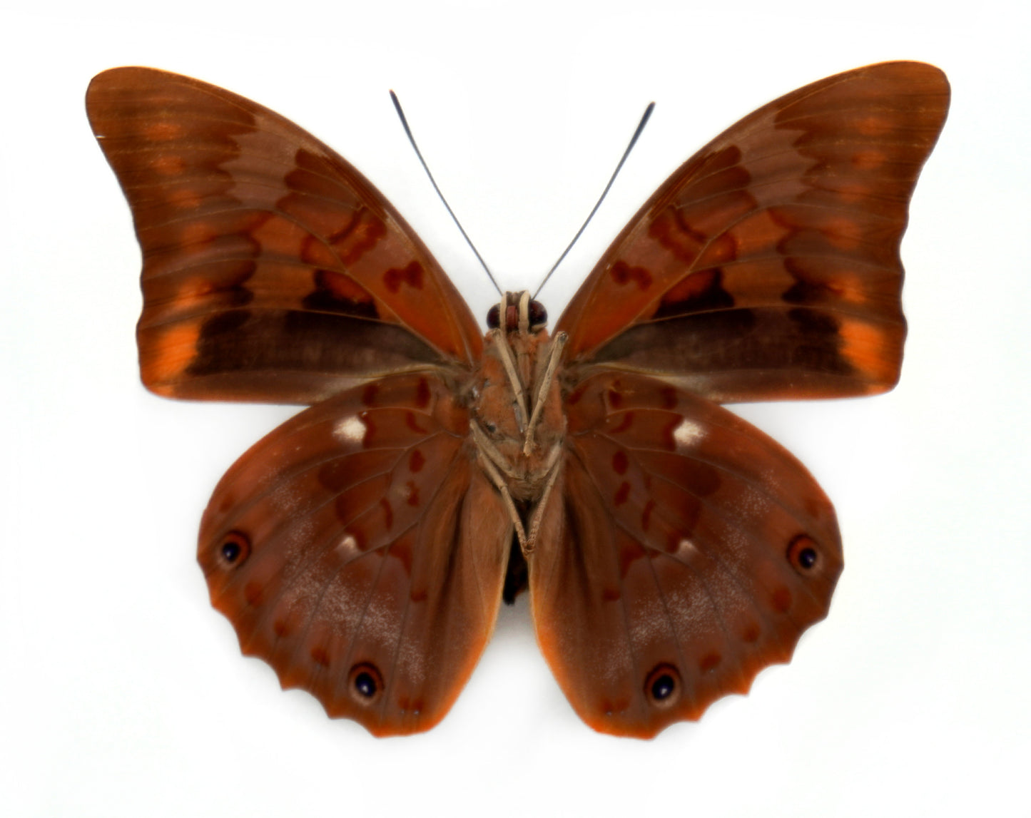 Prepona praeneste praenestina ♂ (N. Peru)