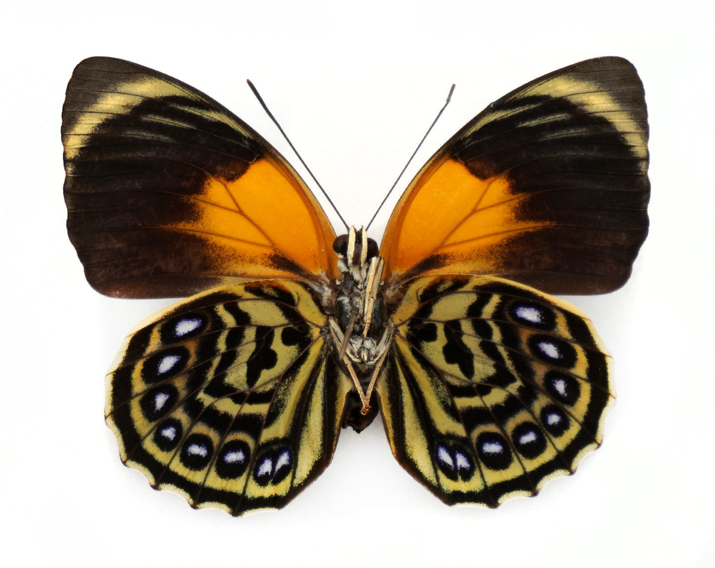 Agrias phalcidon forunierae ♀ (Brazil)
