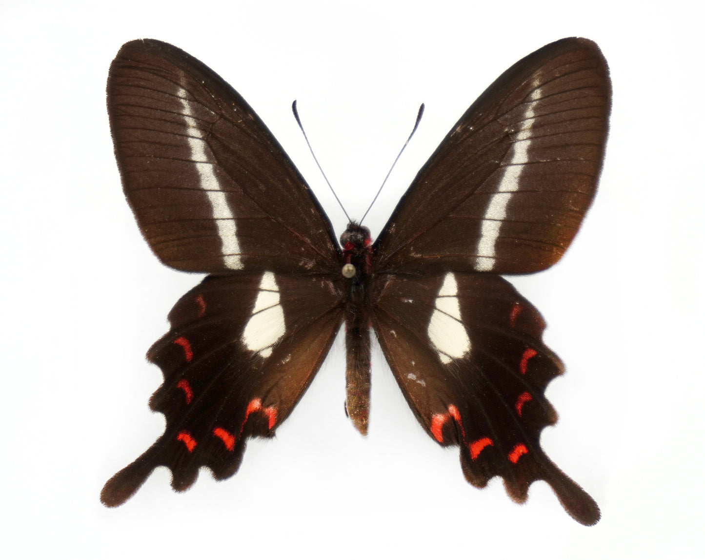 Parides proneus ♀ (Brazil)