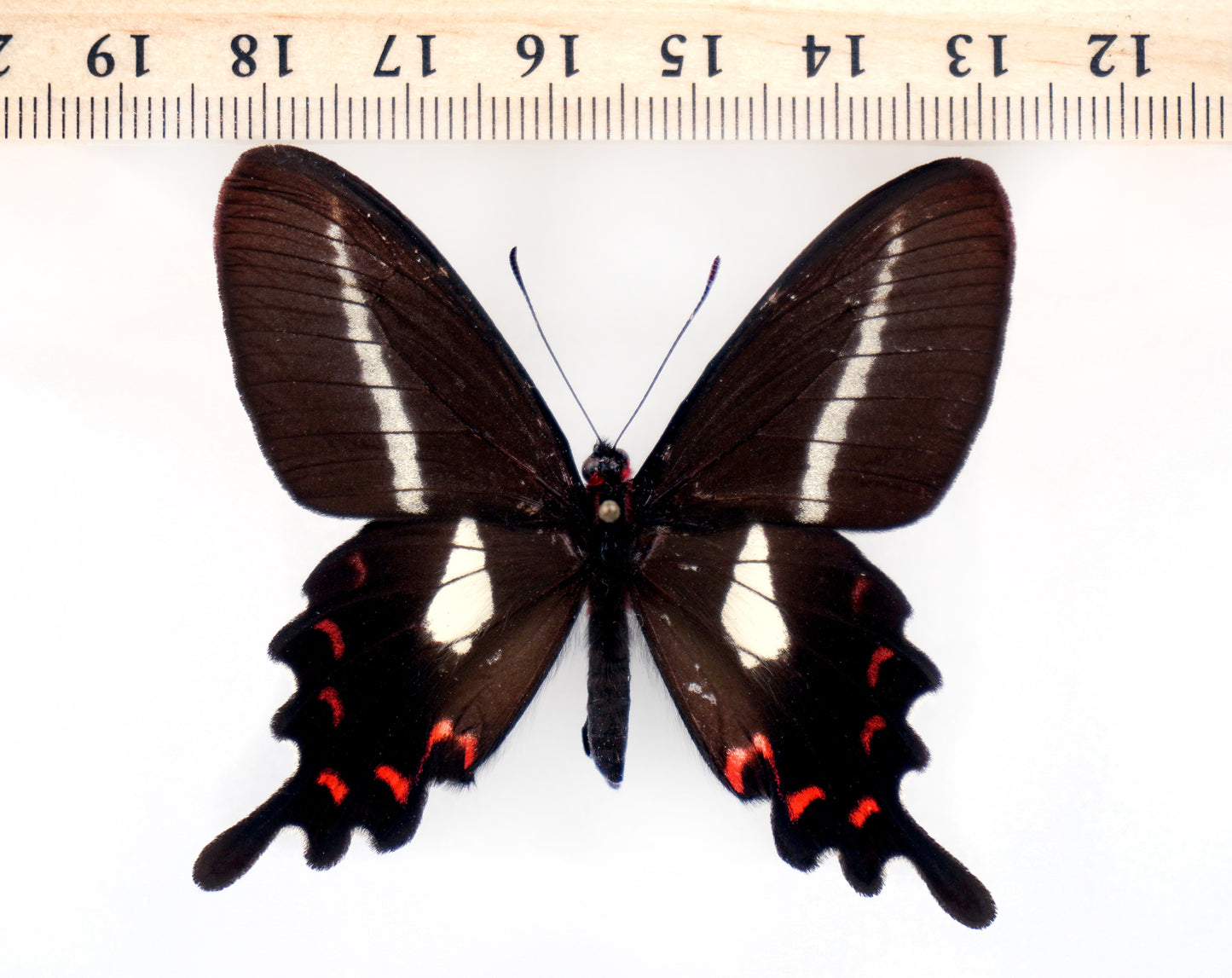 Parides proneus ♀ (Brazil)