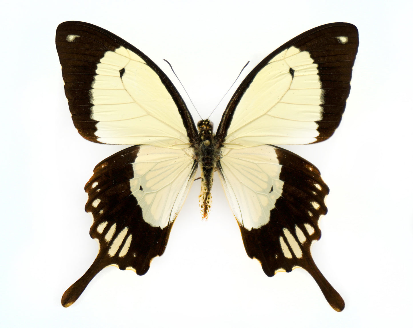 Papilio dardanus polytrophus ♂ seltene Aberration (Kenya)