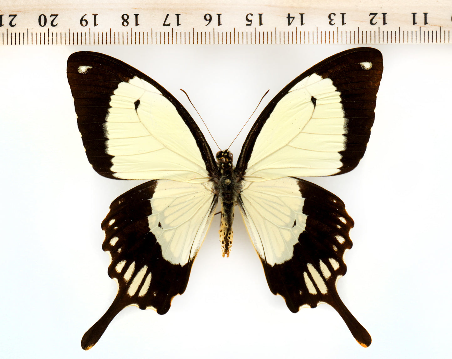 Papilio dardanus polytrophus ♂ seltene Aberration (Kenya)