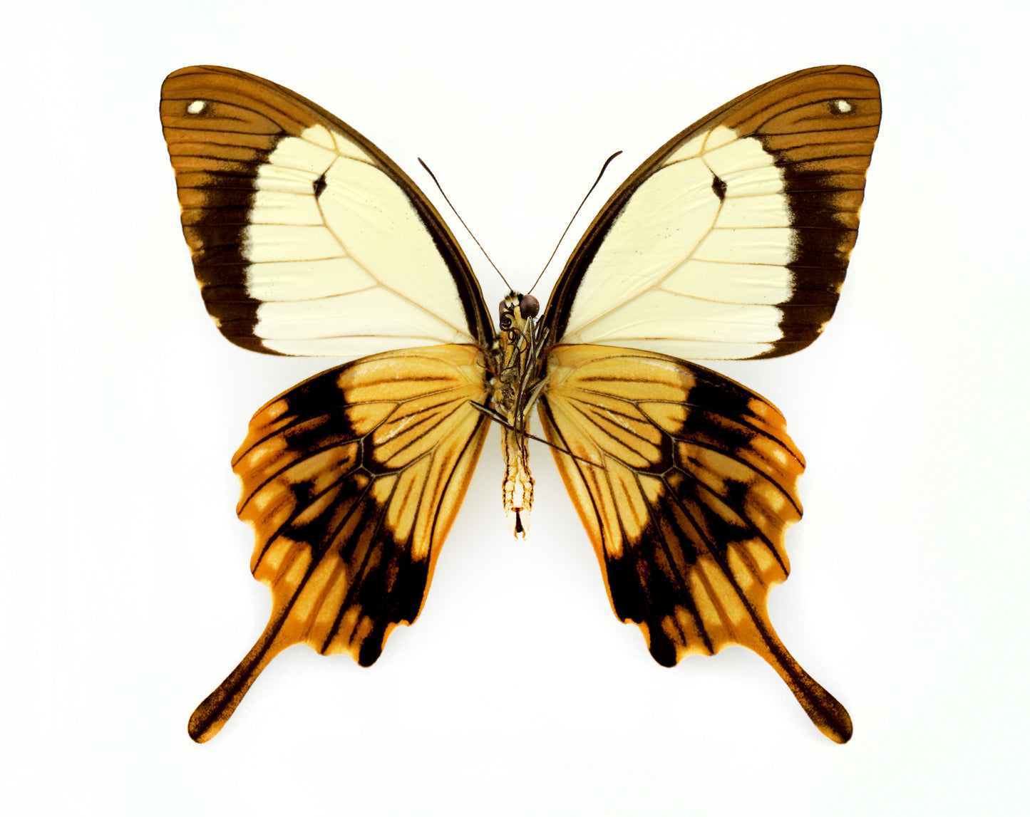 Papilio dardanus polytrophus ♂ seltene Aberration (Kenya)