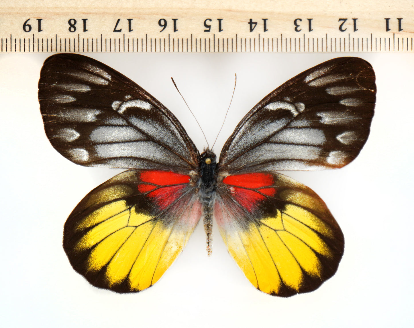 Delias acalis acalis ♀ (Chiang Mai)