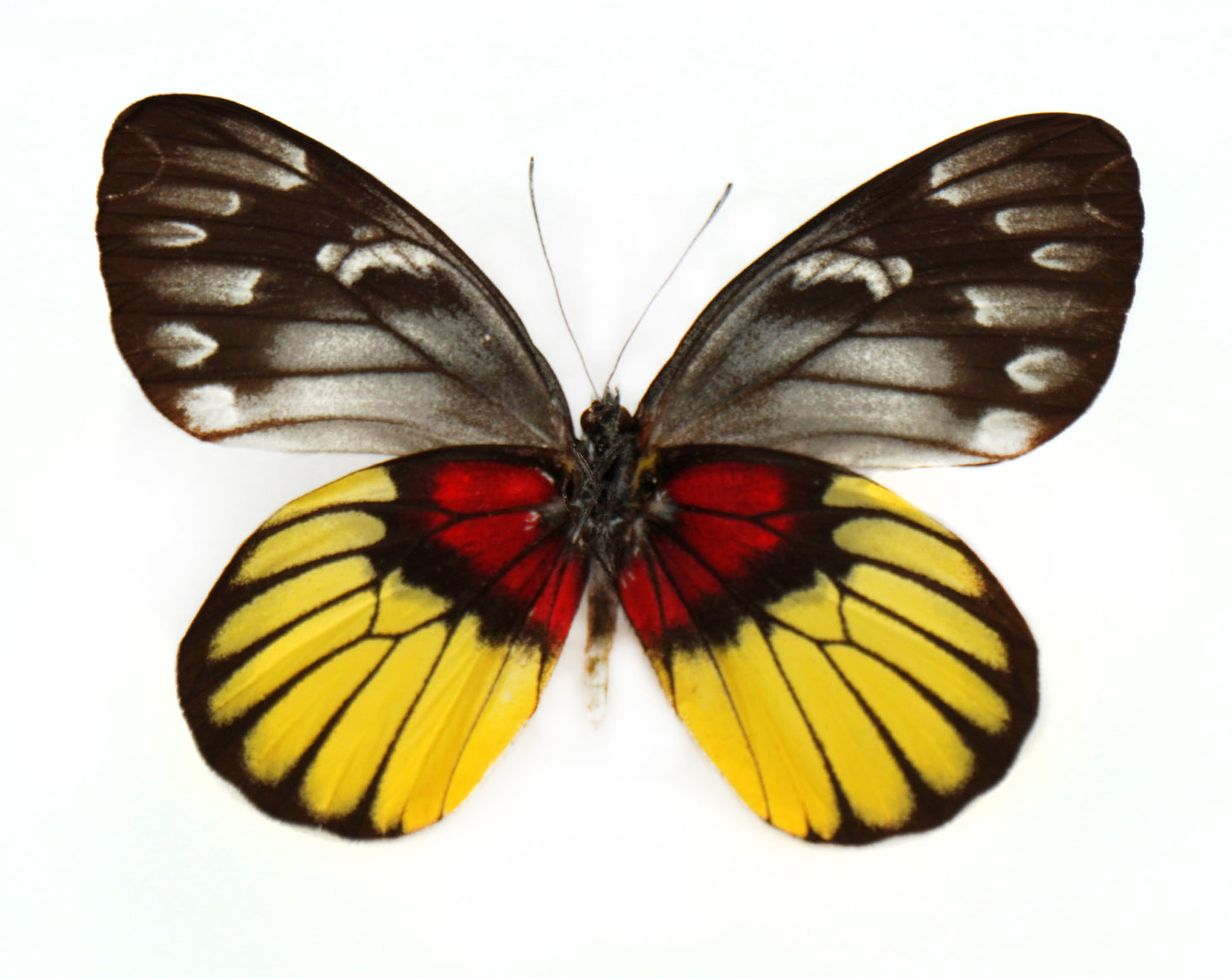 Delias acalis acalis ♀ (Chiang Mai)