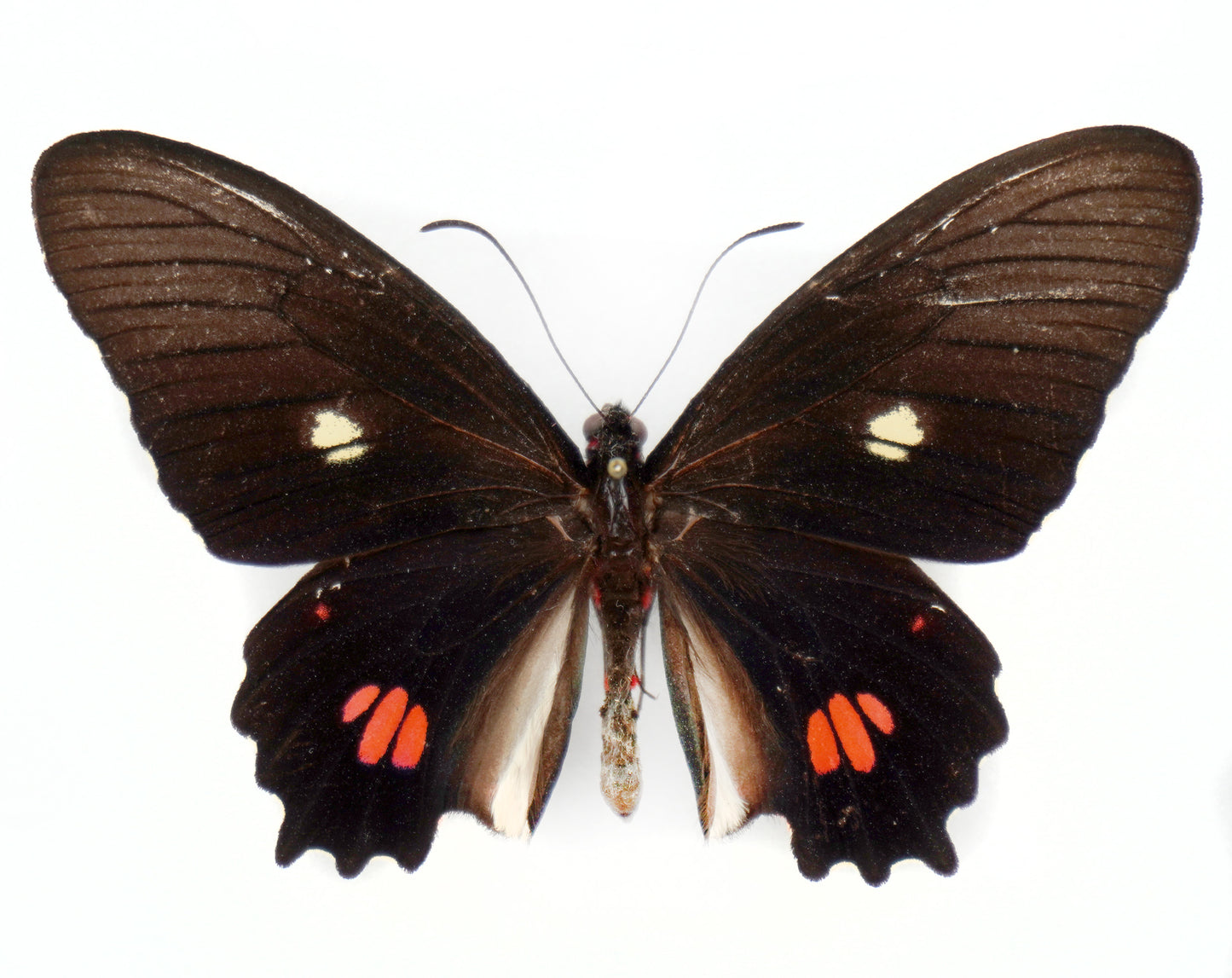Parides anchises stilbon ♂ (Brazil)