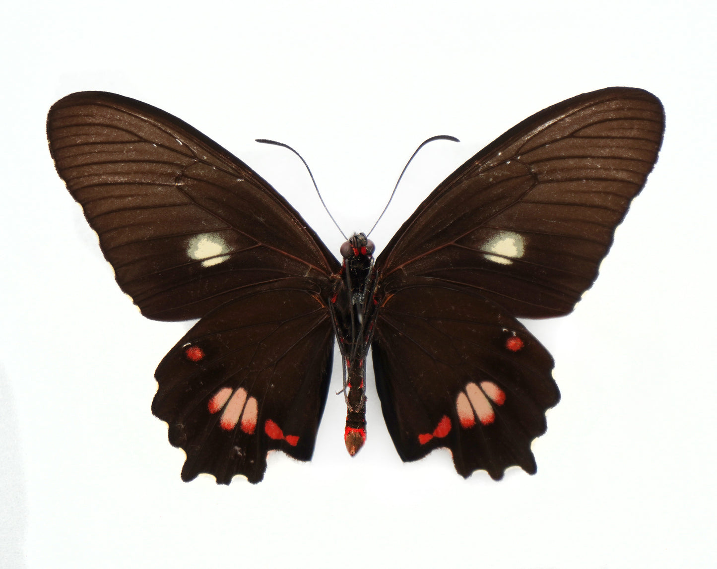Parides anchises stilbon ♂ (Brazil)