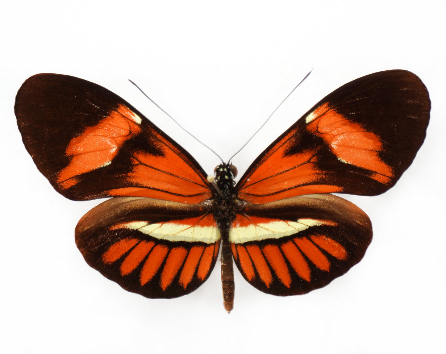Heliconius hybrid (South America)