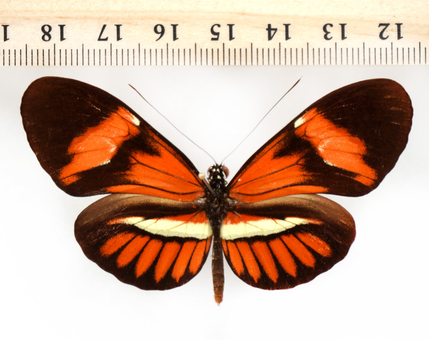Heliconius hybrid (South America)