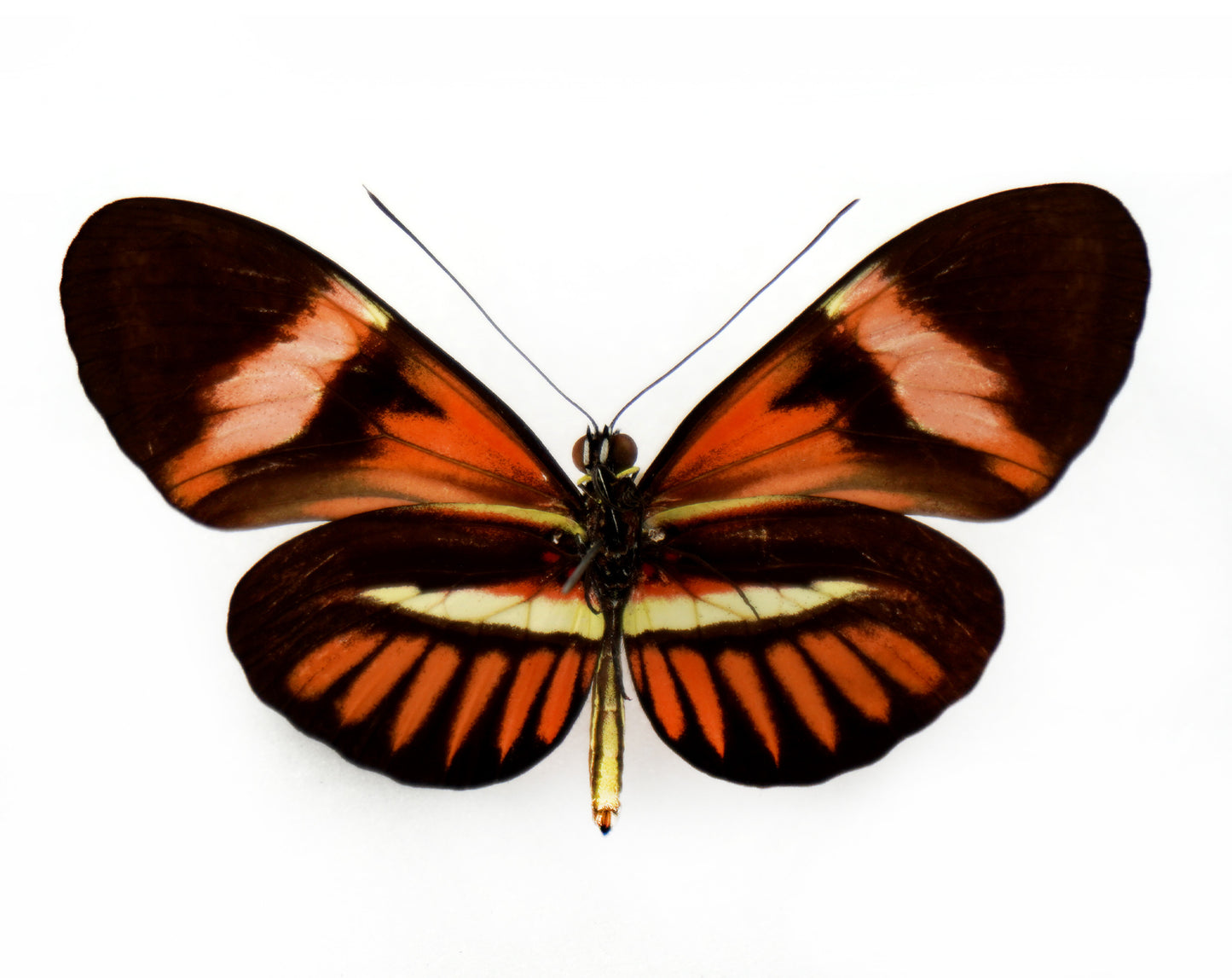 Heliconius hybrid (South America)