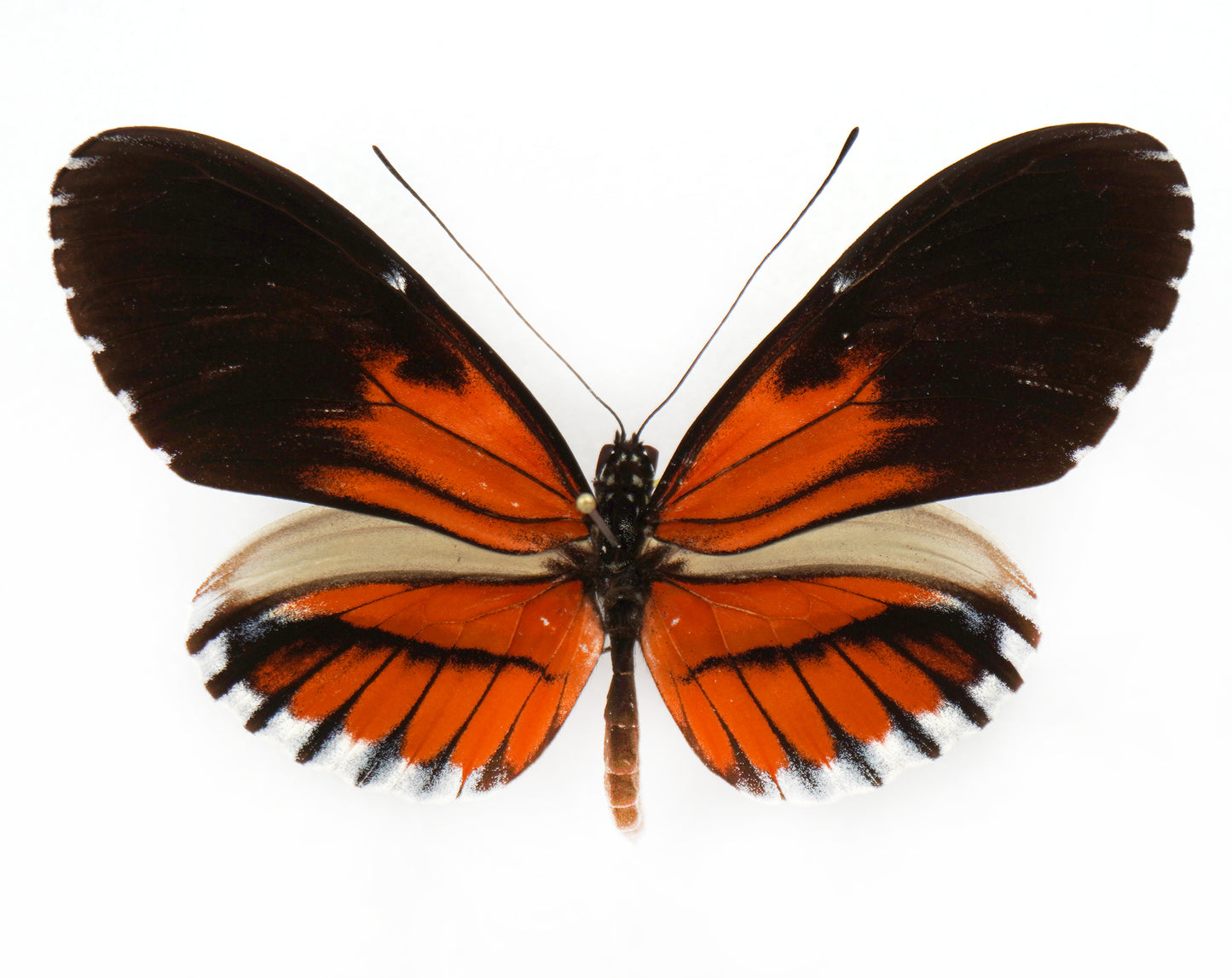 Heliconius hybrid (South America)