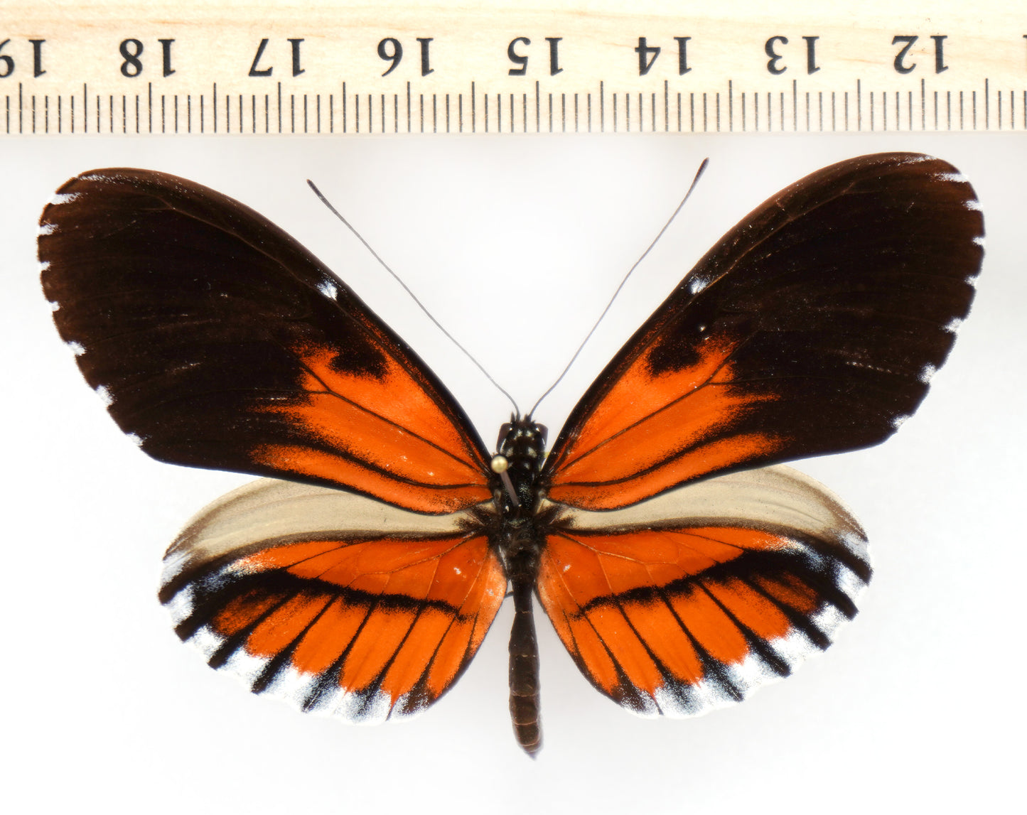 Heliconius hybrid (South America)