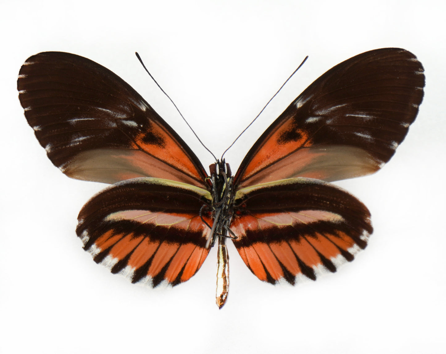 Heliconius hybrid (South America)
