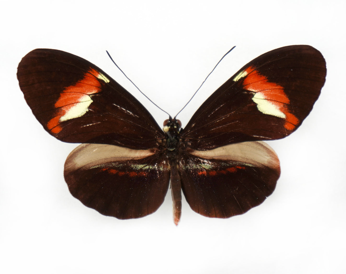 Heliconius hybrid (South America)