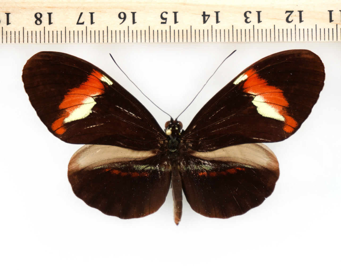 Heliconius hybrid (South America)