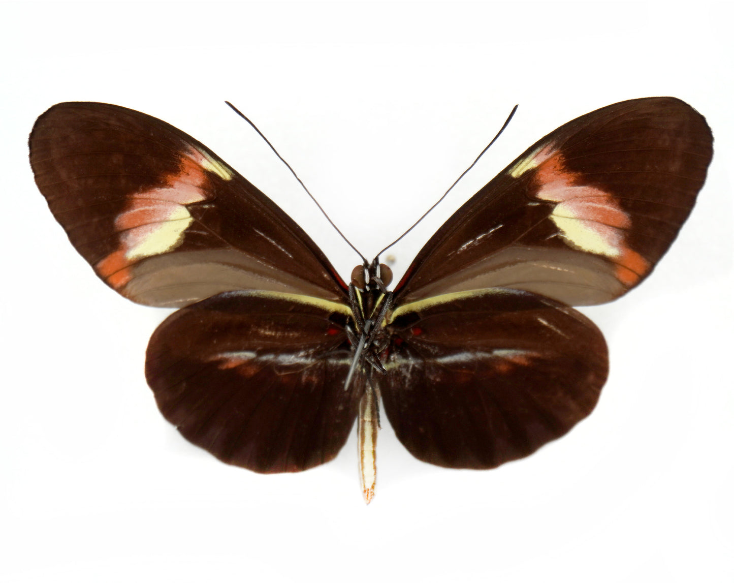 Heliconius hybrid (South America)