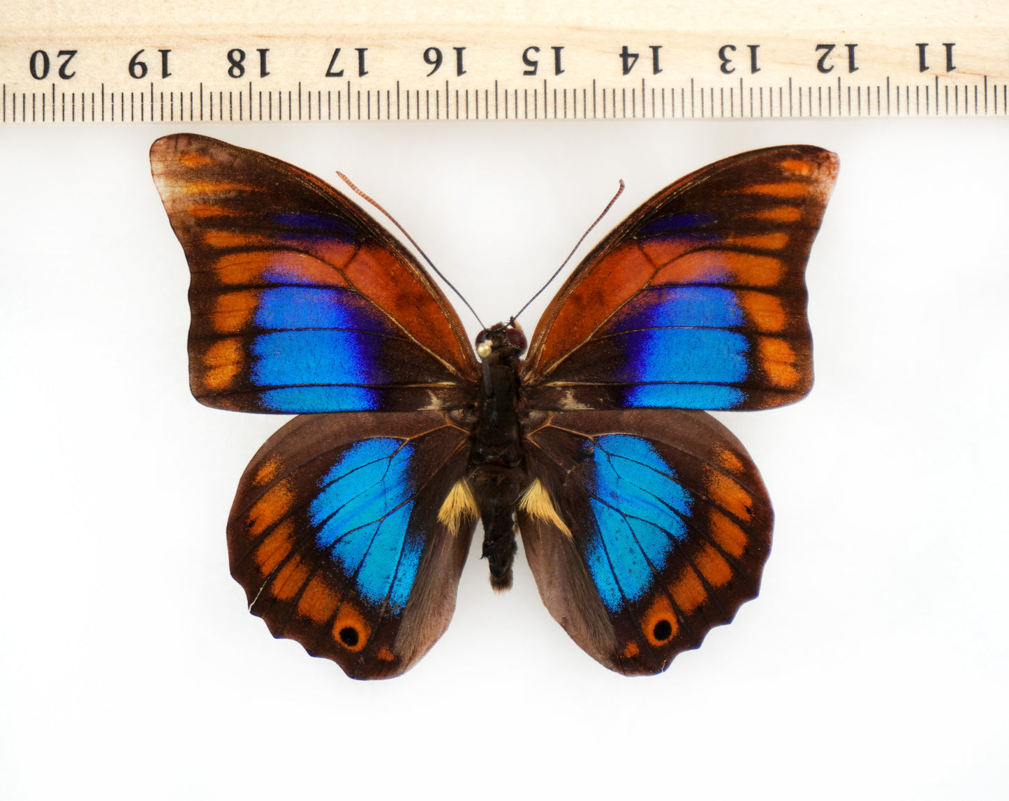 Prepona praeneste praeneste ♂ (Peru) aberration