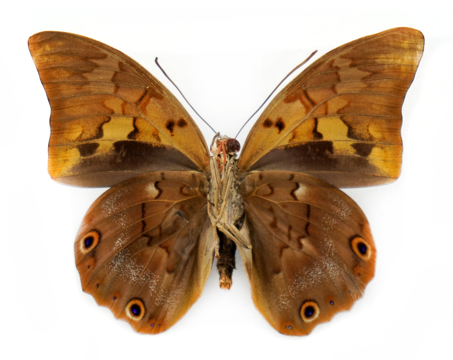 Prepona praeneste praeneste ♂ (Peru) aberration