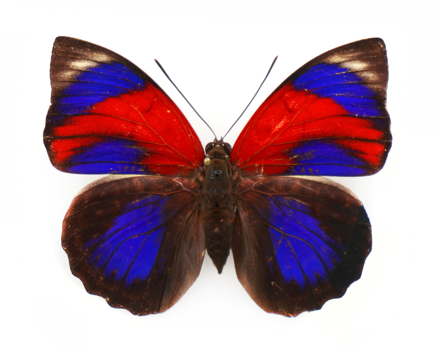 Agrias sahlkei ninus (lecerfi) ♀ (Brazil)