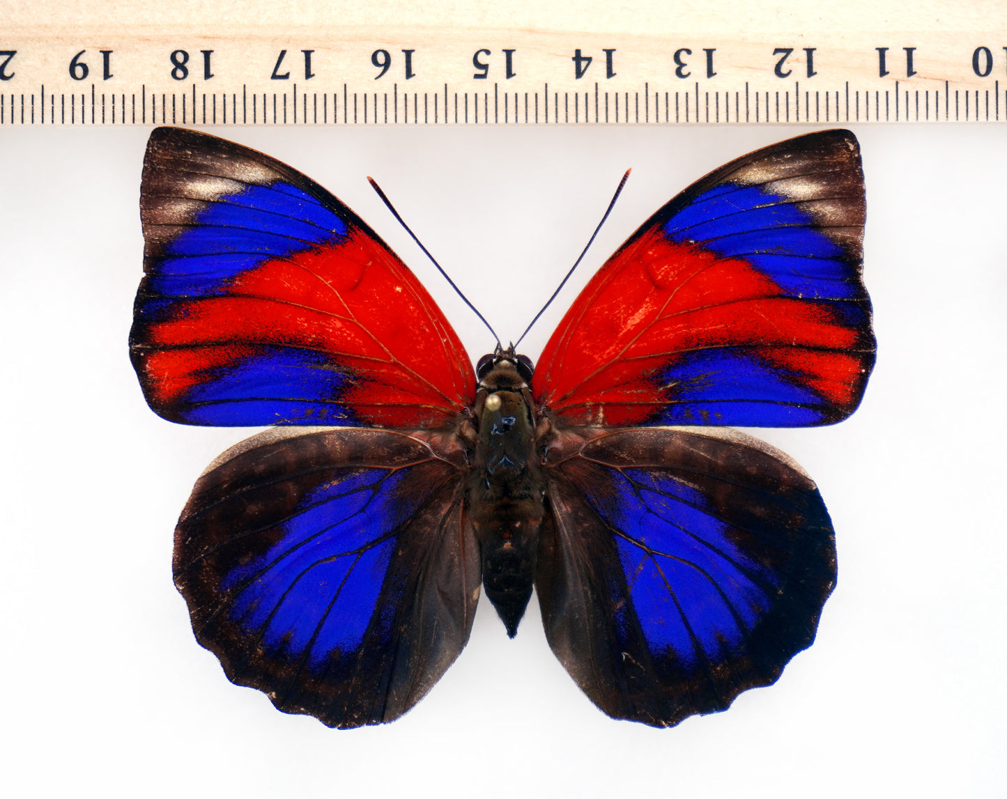 Agrias sahlkei ninus (lecerfi) ♀ (Brazil)