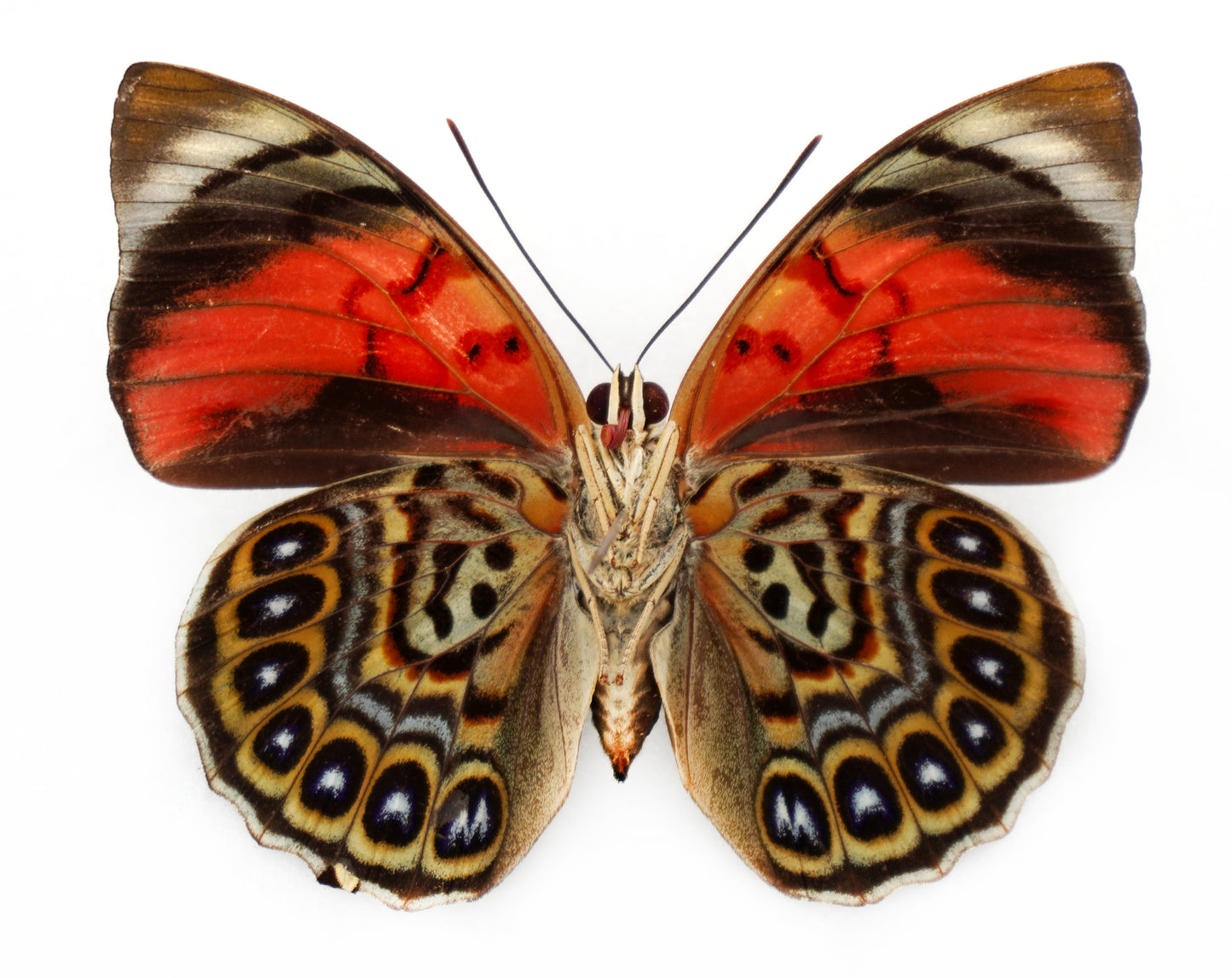 Agrias sahlkei ninus (lecerfi) ♀ (Brazil)