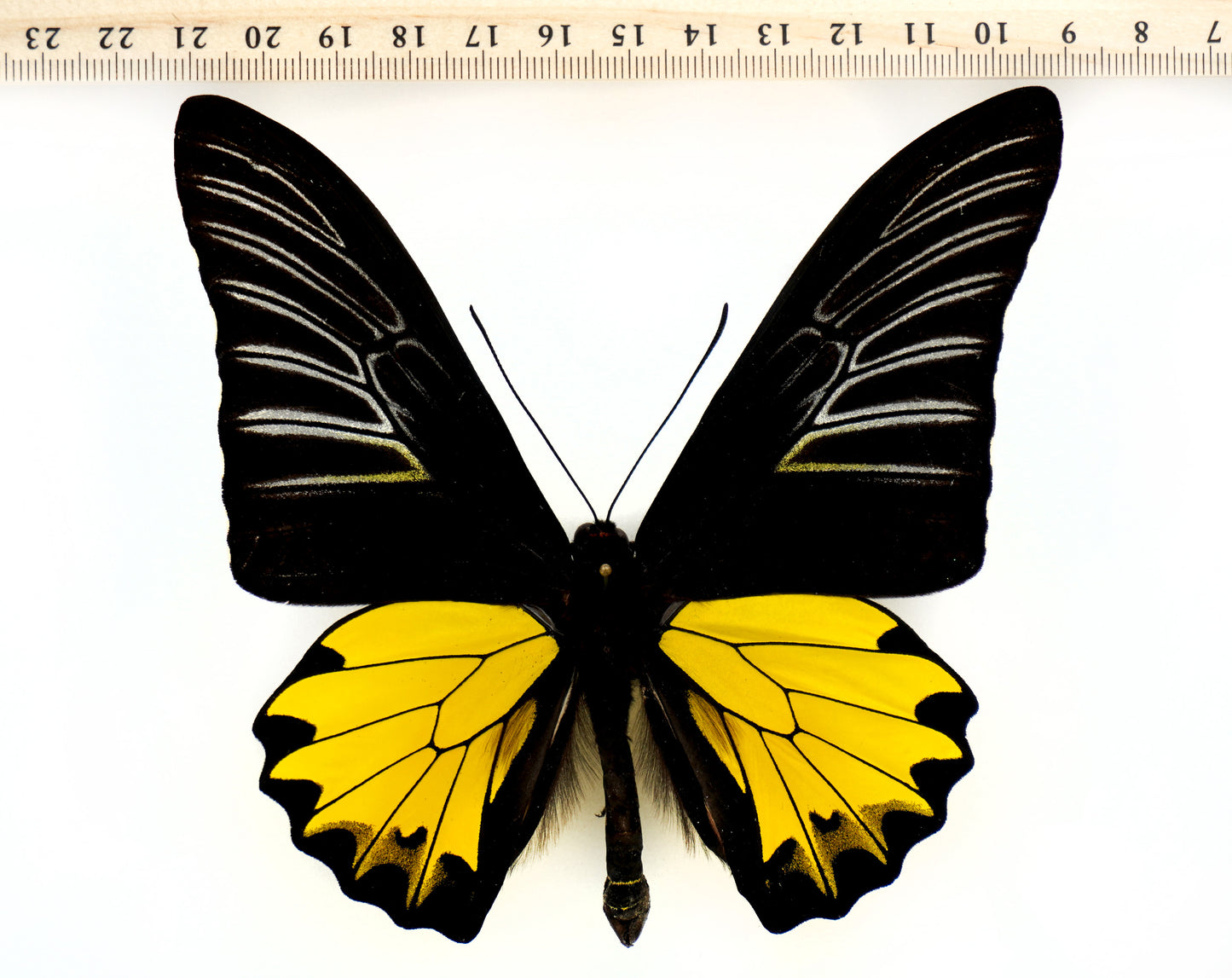 Troides prattorum ♂ (Buru Island)