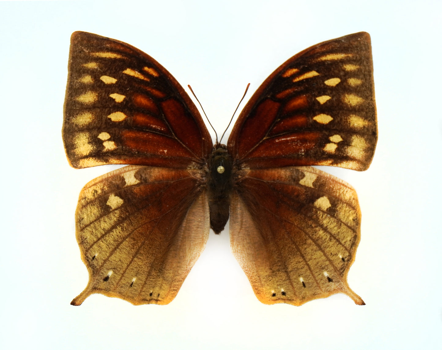 Anaea nobilis ♀ (El Salvador)