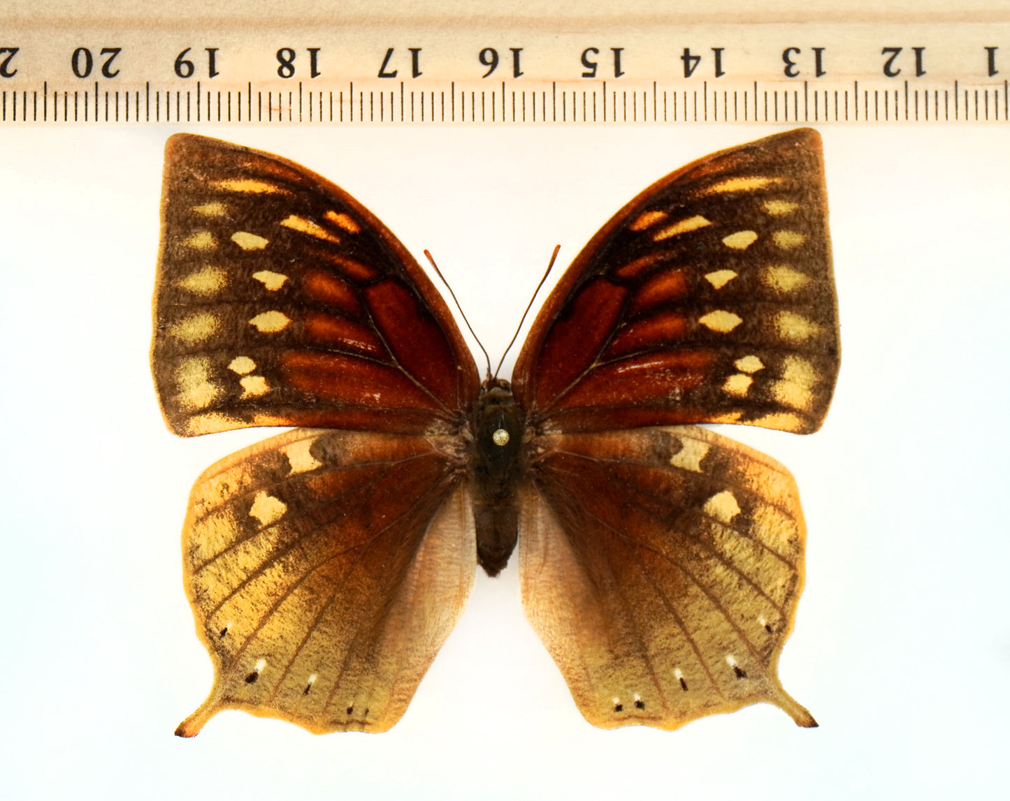 Anaea nobilis ♀ (El Salvador)
