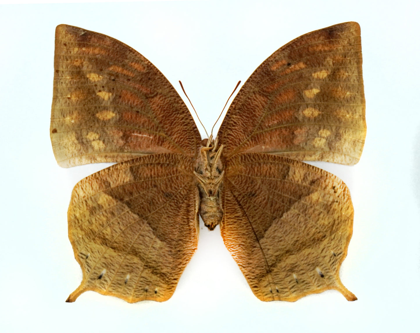 Anaea nobilis ♀ (El Salvador)