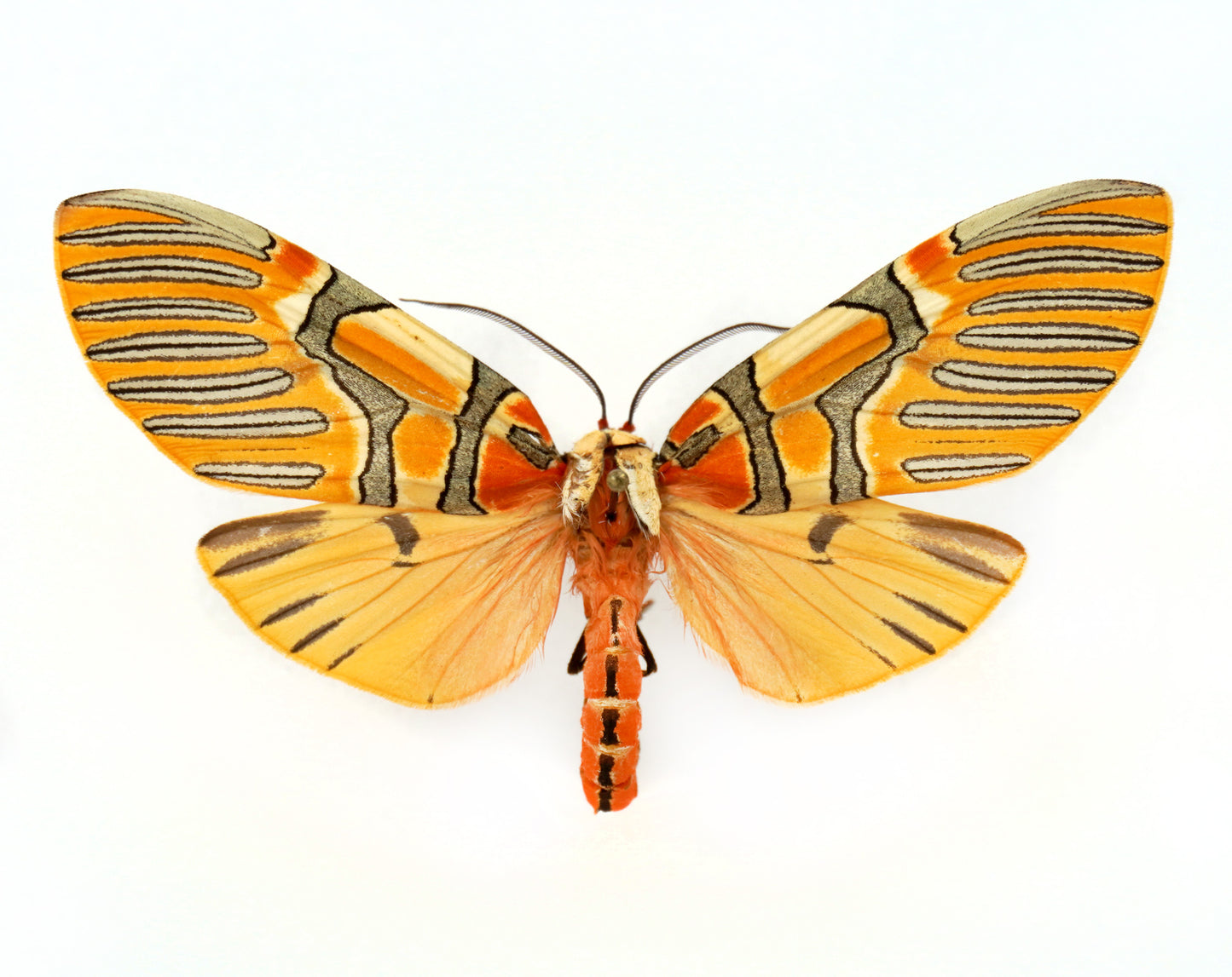 Anaxita decorata (Mexico)