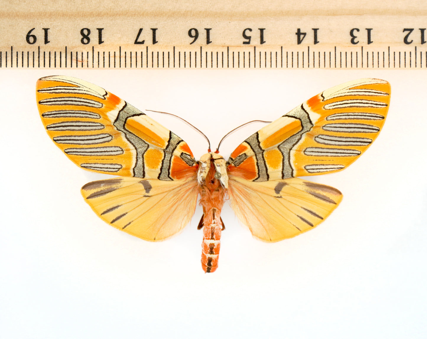 Anaxita decorata (Mexico)