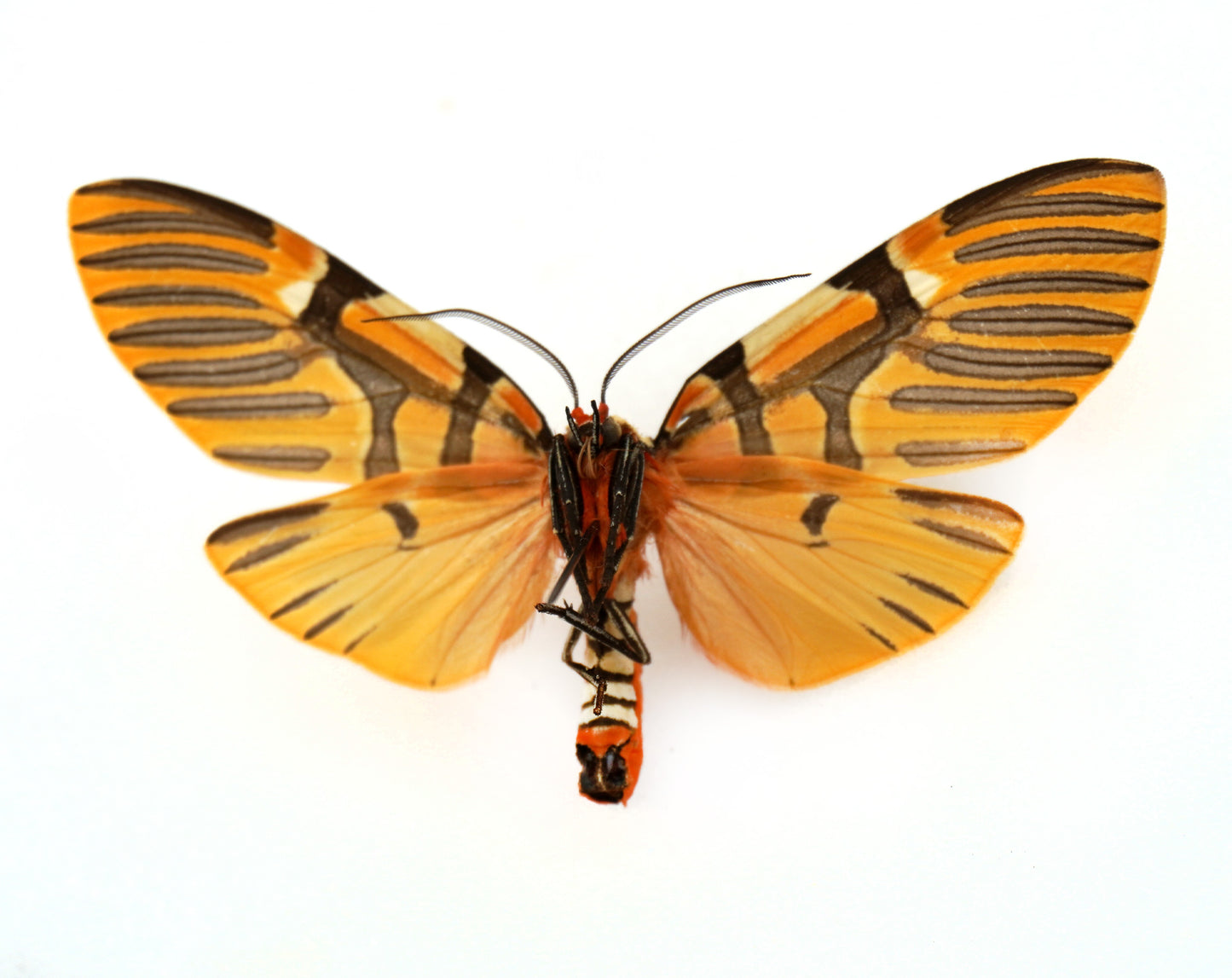 Anaxita decorata (Mexico)