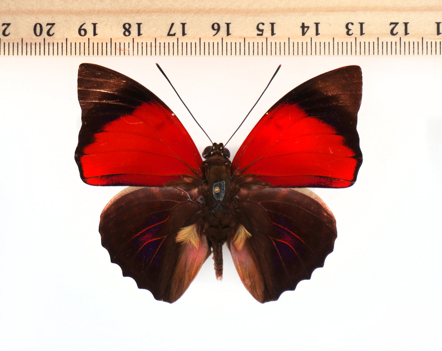 Agrias sahlkei sahlkei ♂ f.? (Brazil)