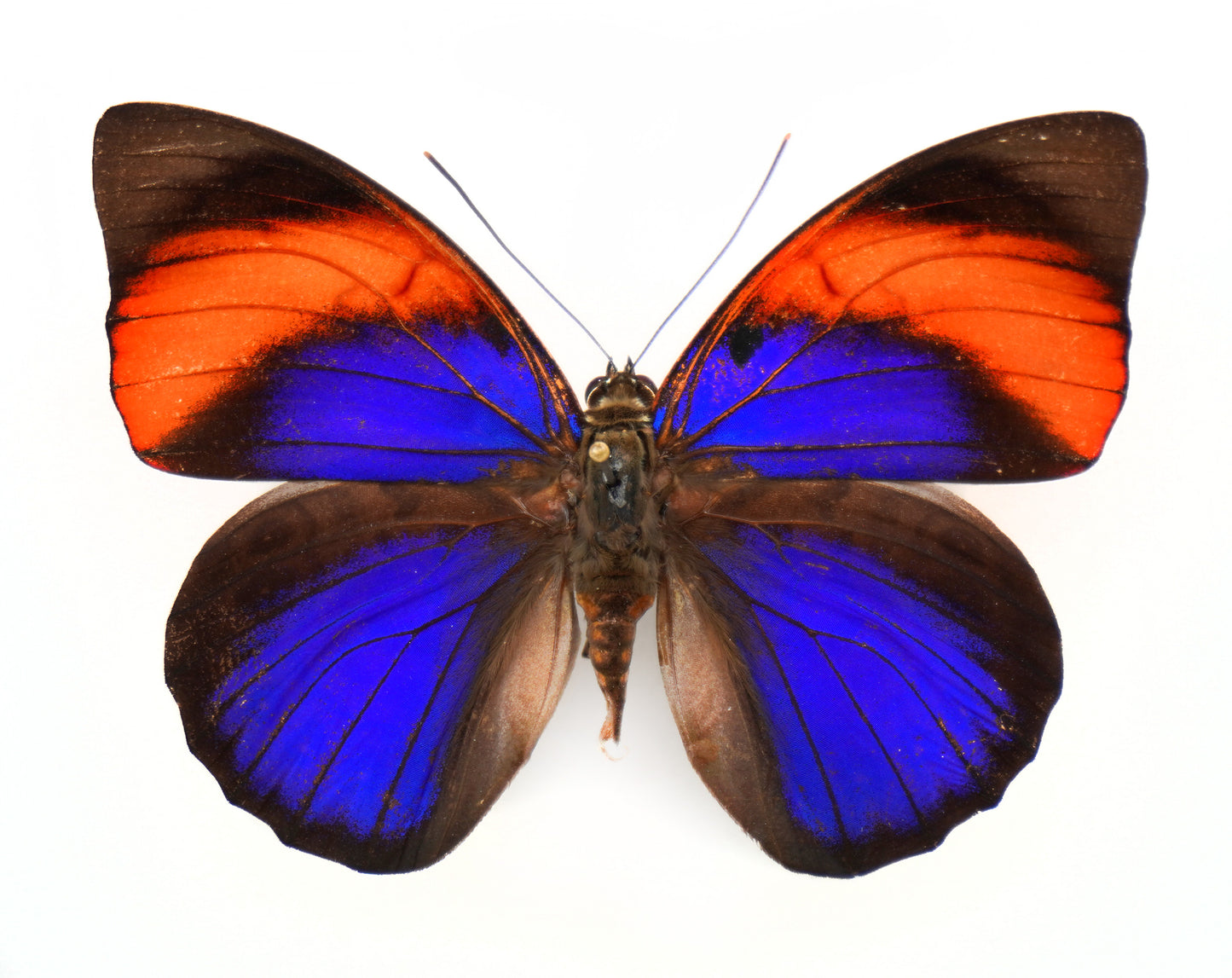 Agrias narcissus tapajonus ♀ (Brazil)