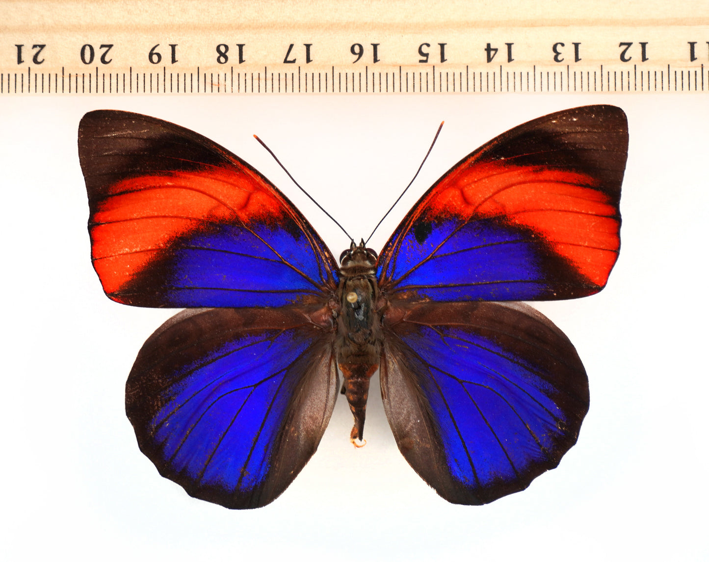 Agrias narcissus tapajonus ♀ (Brazil)