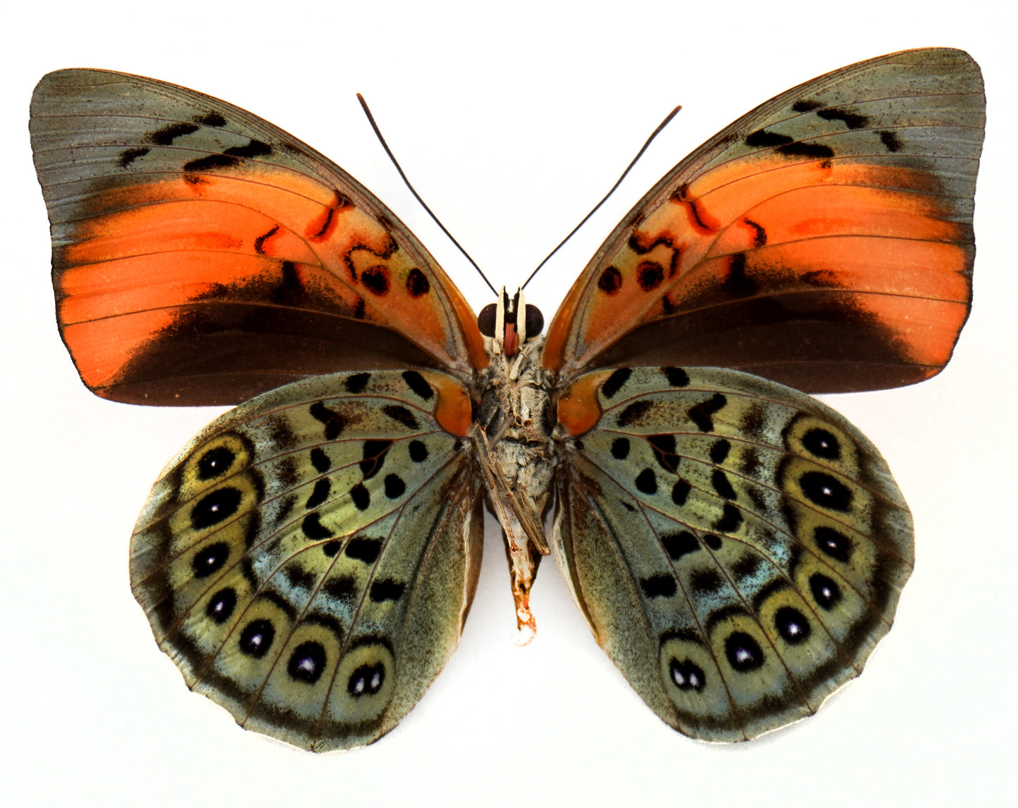 Agrias narcissus tapajonus ♀ (Brazil)