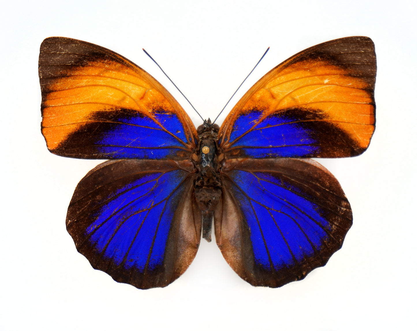 Agrias narcissus tapajonus ♀ f.icterica (Brazil)