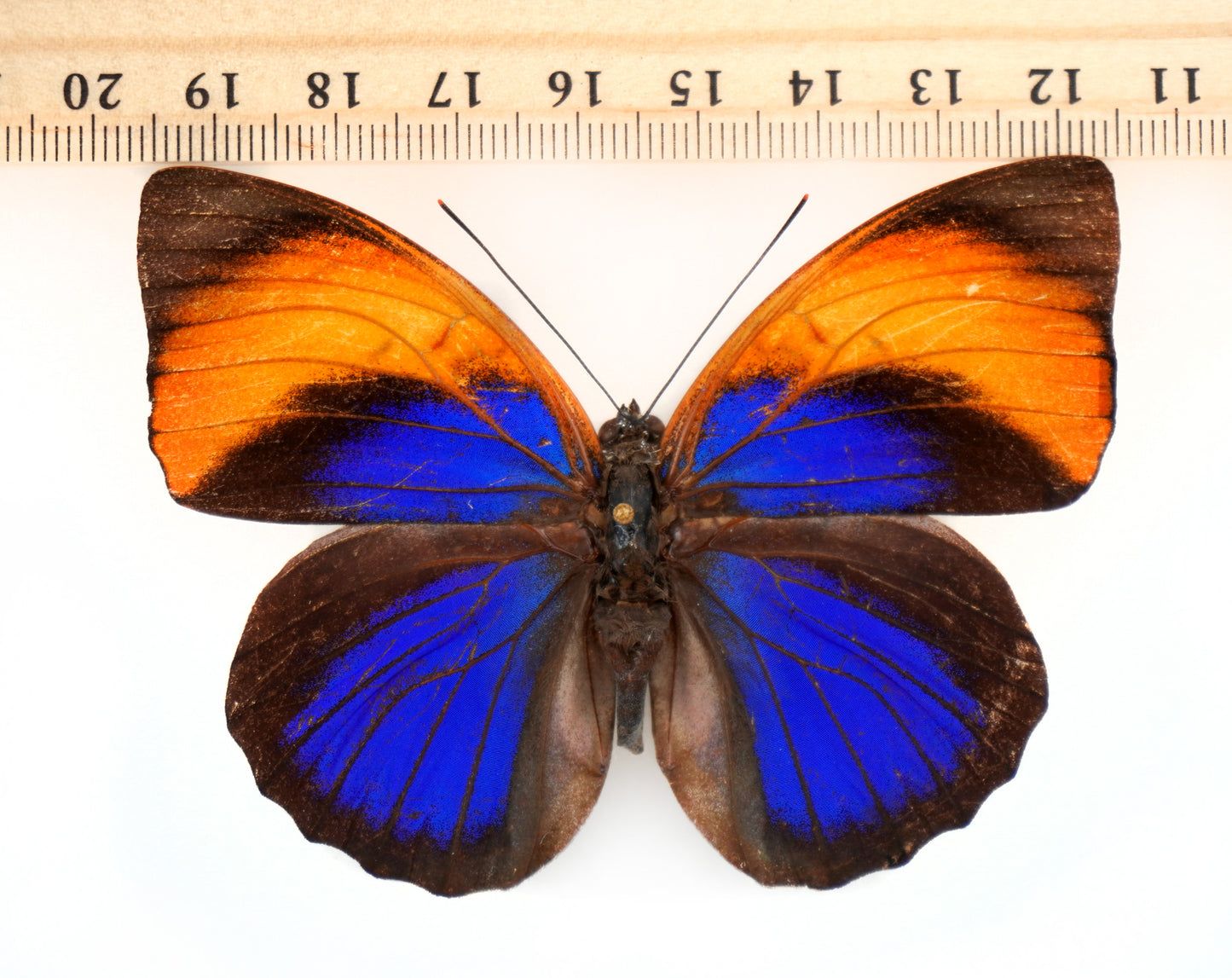 Agrias narcissus tapajonus ♀ f.icterica (Brazil)