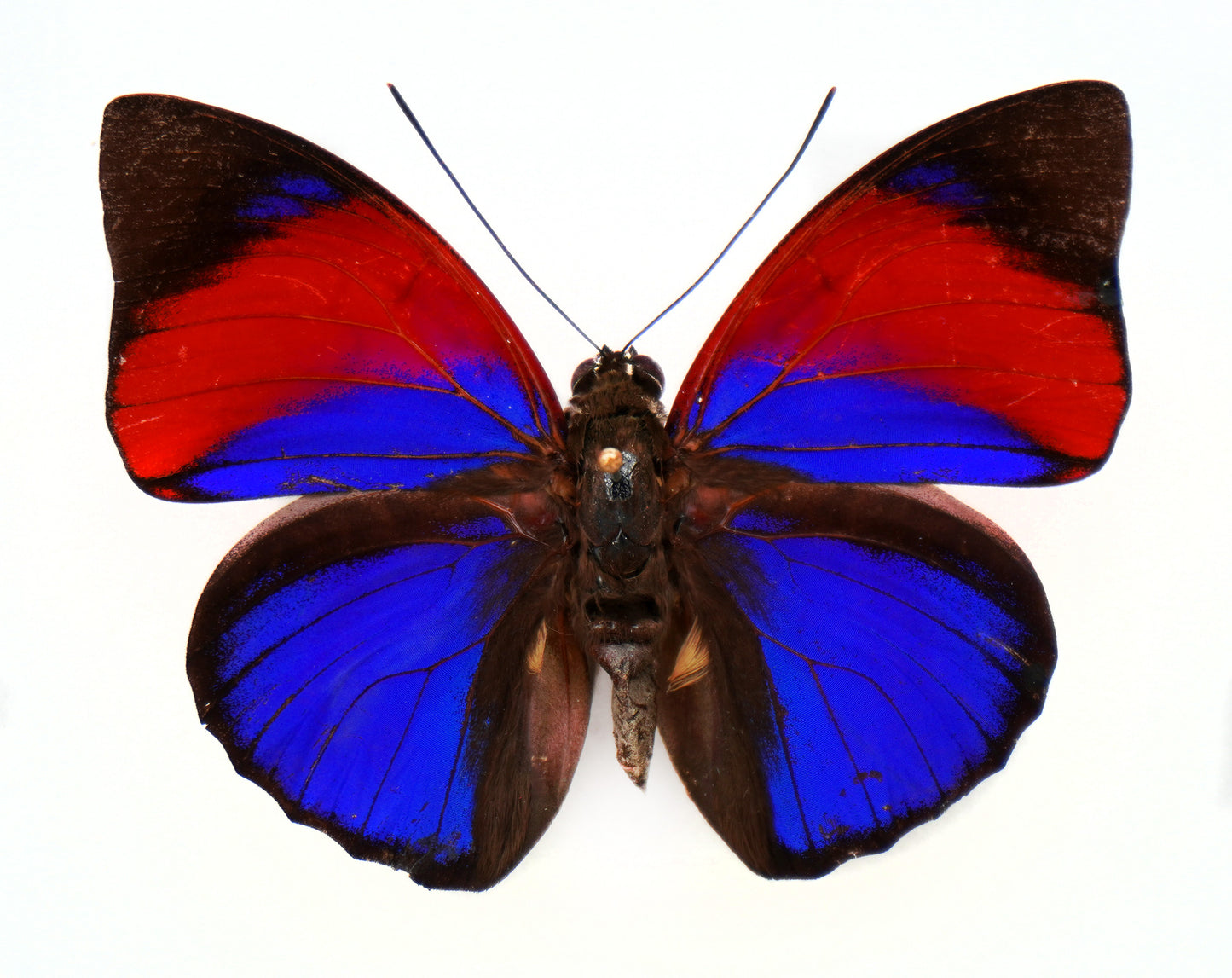 Agrias narcissus tapajonus ♂ f.semidubiosa (Brazil)