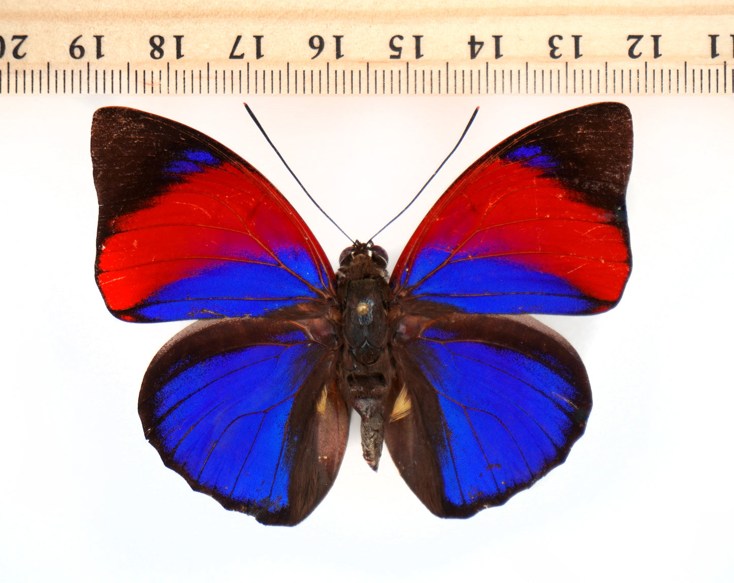 Agrias narcissus tapajonus ♂ f.semidubiosa (Brazil)