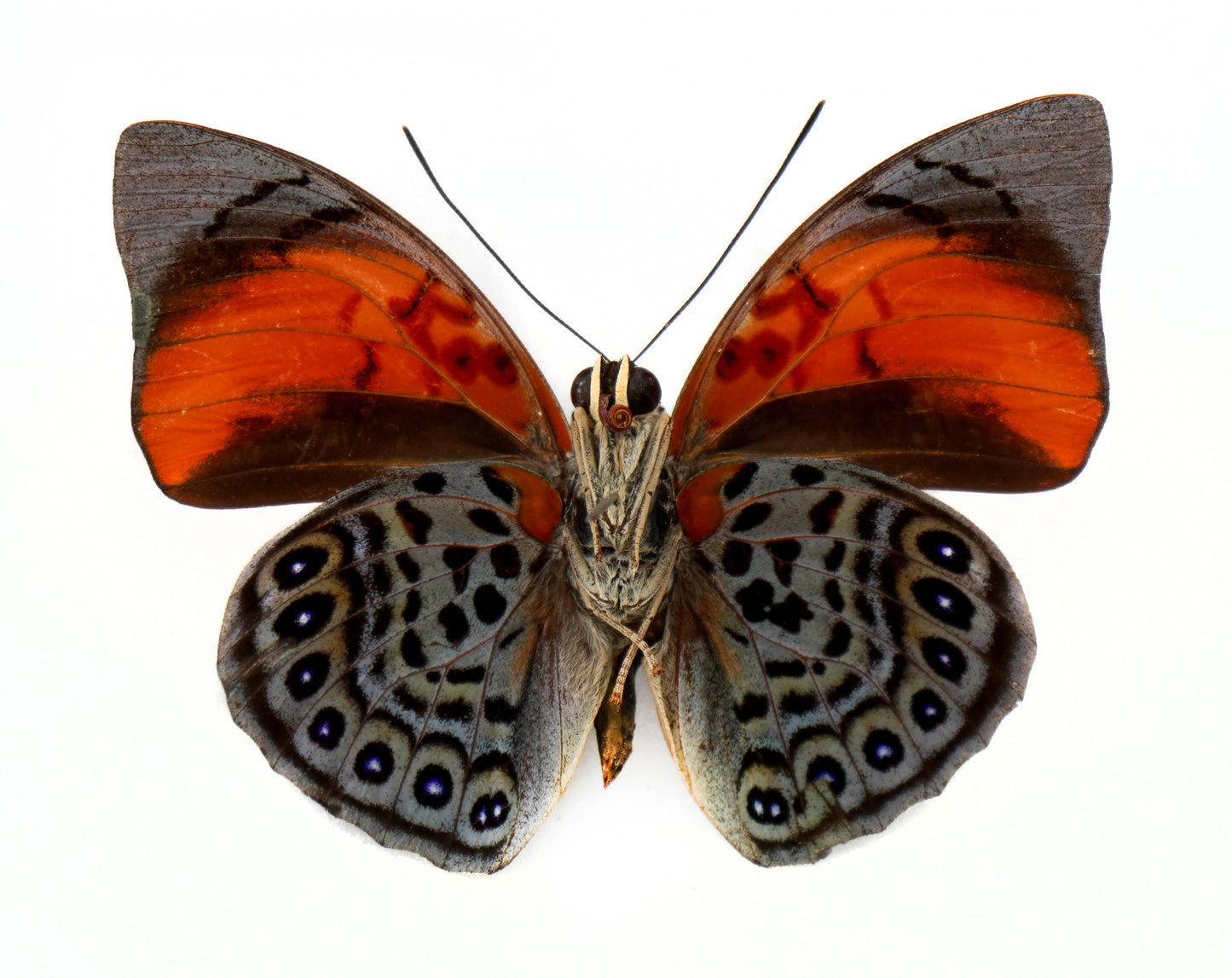 Agrias narcissus tapajonus ♂ f.semidubiosa (Brazil)