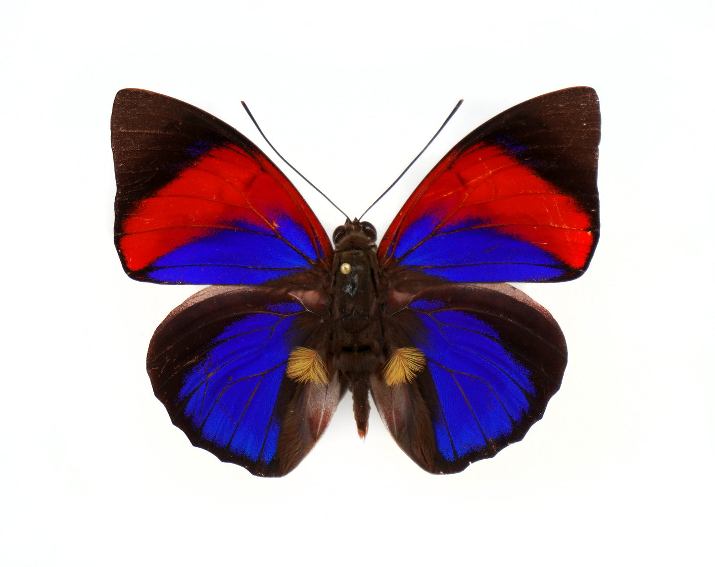 Agrias narcissus tapajonus ♂ f.semidubiosa (Brazil)