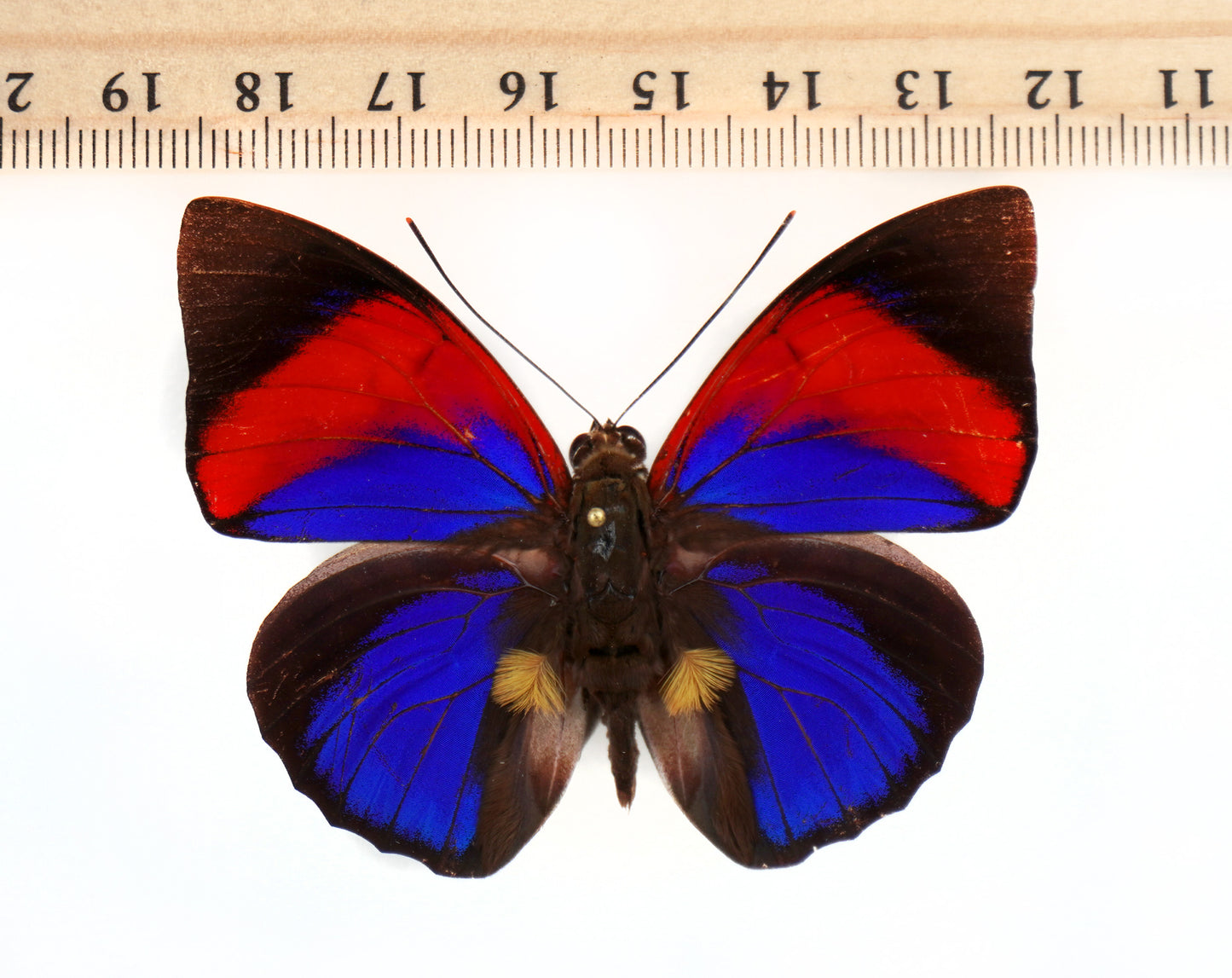 Agrias narcissus tapajonus ♂ f.semidubiosa (Brazil)